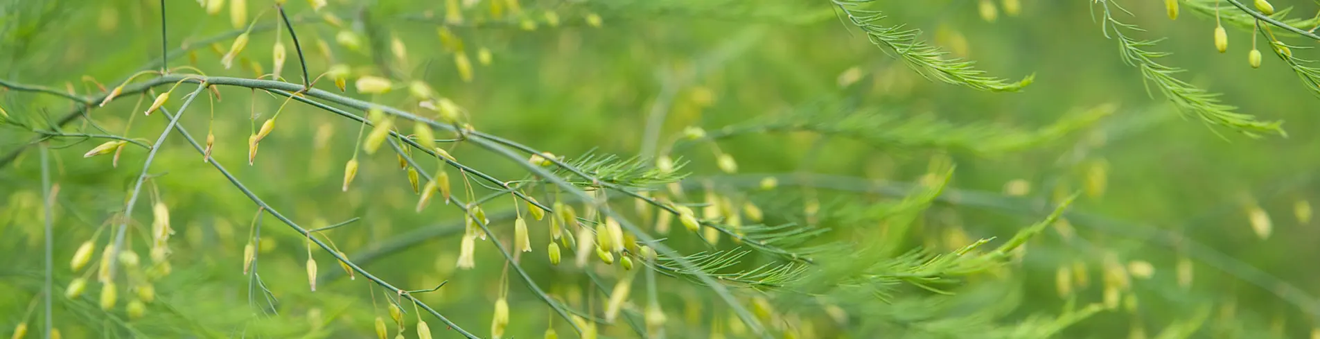 Blühende Spargelpflanzen nach der Ernte – der Berderhof in der Sommerruhe