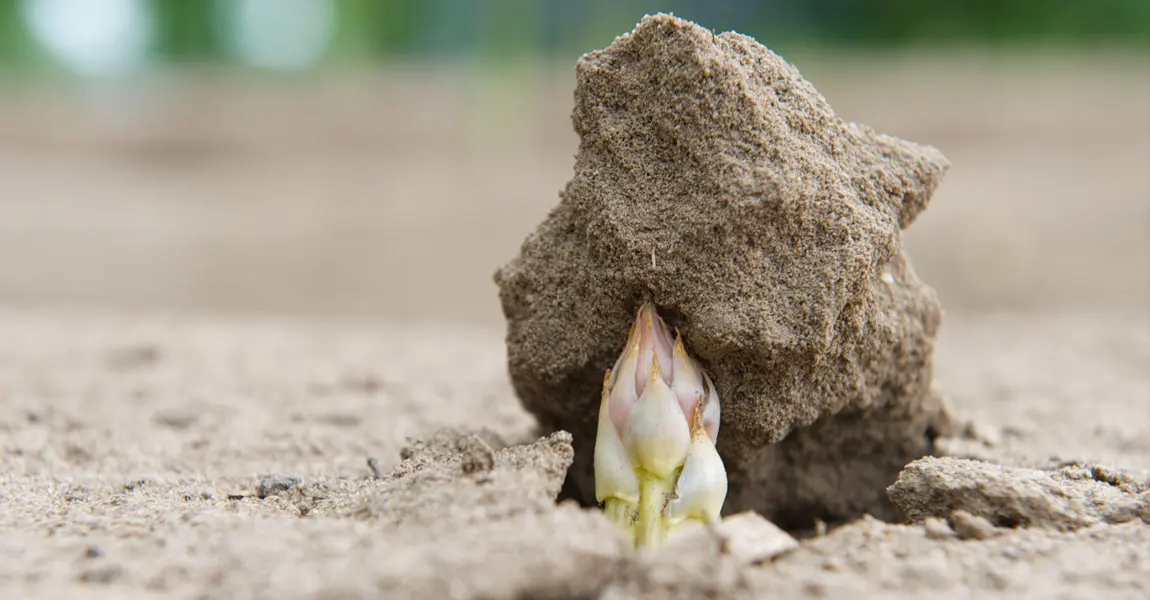 Spargel aus Willich – frisch gestochen vom Spargelhof Berderhof