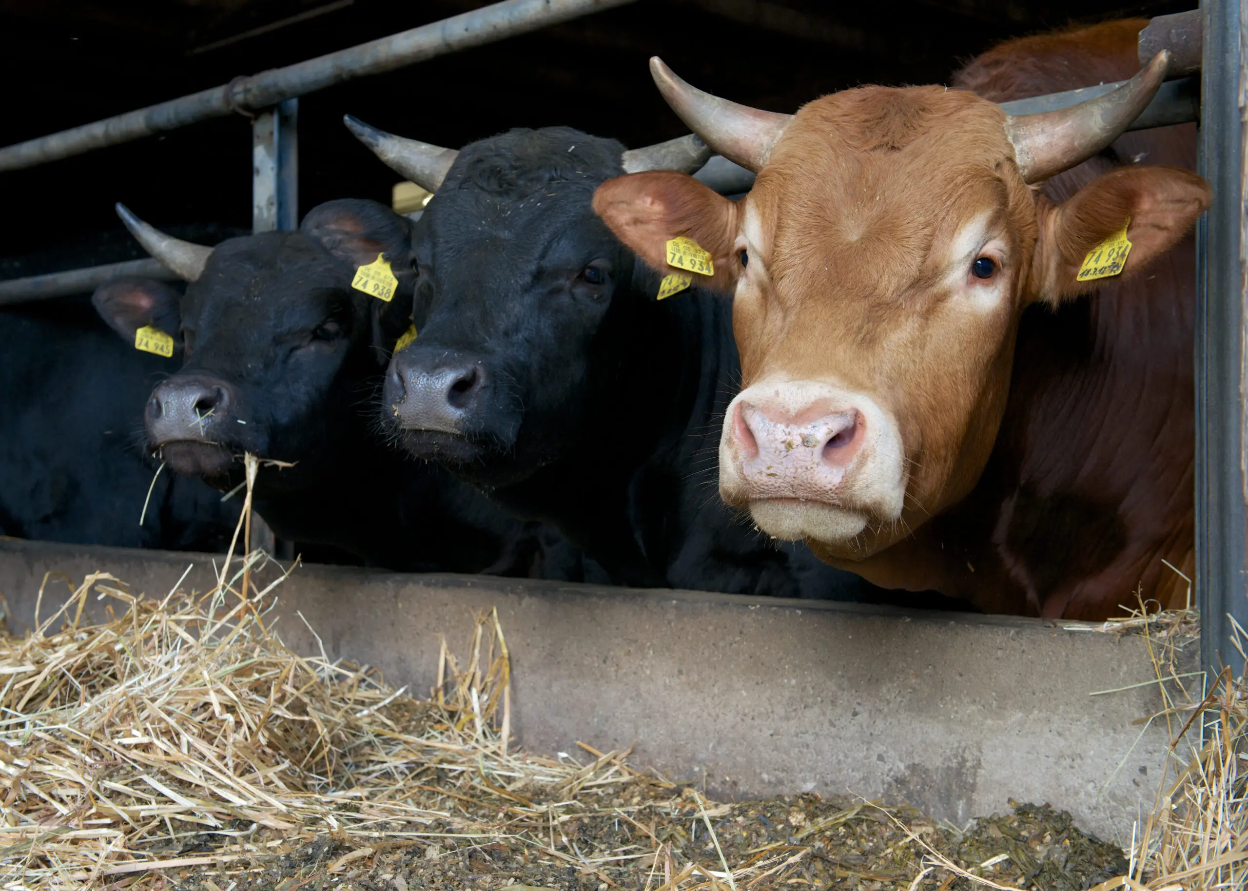 Die eigenen Rinder des Berderhofs im Stall – Fleisch aus eigener Haltung
