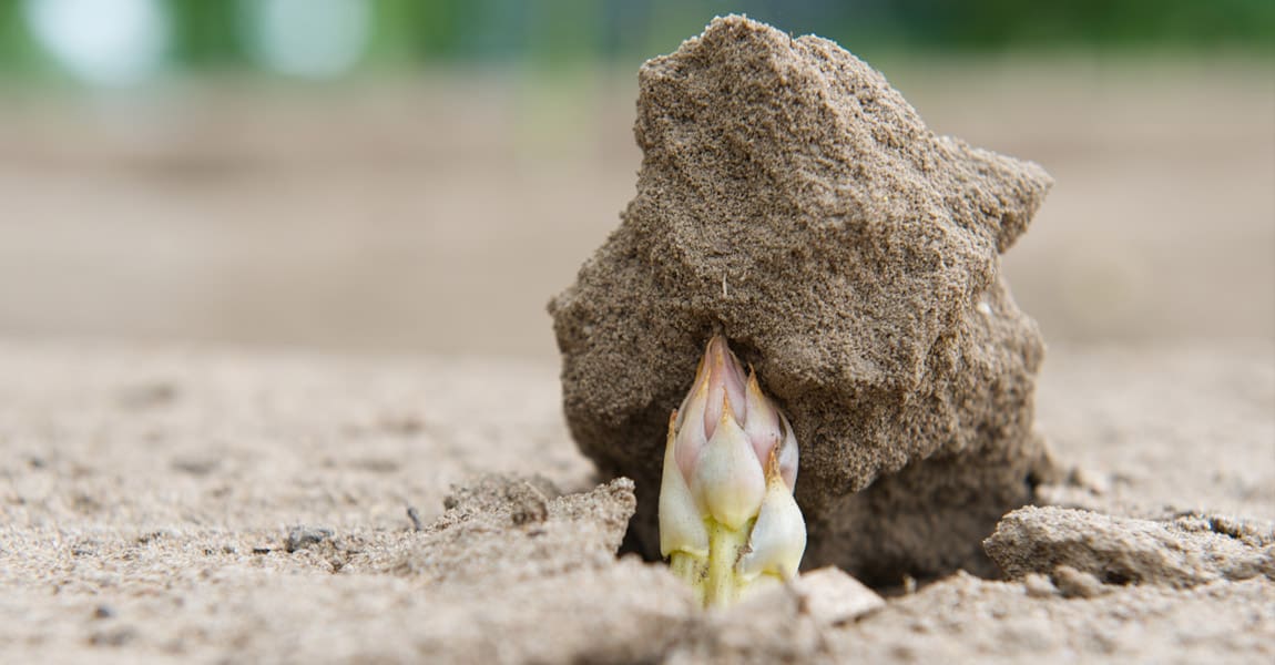 Spargel aus Willich – frisch gestochen vom Spargelhof Berderhof